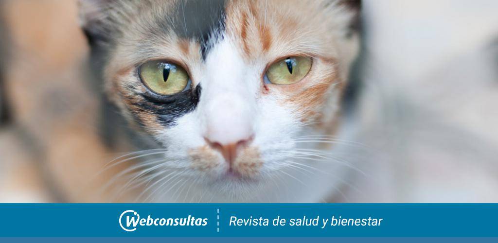 metimazol gatos - Metimazol para gatos: dosis, usos y efectos secundarios