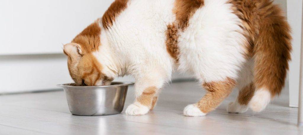 mezclar pienso y comida humeda gatos - Puedo combinar pienso y comida húmeda para mi gato