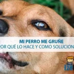 Por qué mi cachorro gruñe y muerde durante el juego