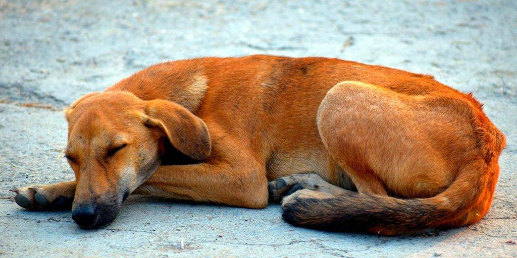 mi cachorro respira muy rapido al dormir - Cuál es la razón por la que los perros respiran rápido al dormir