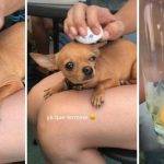 Mi chihuahua no come Qué hago para aumentar su apetito