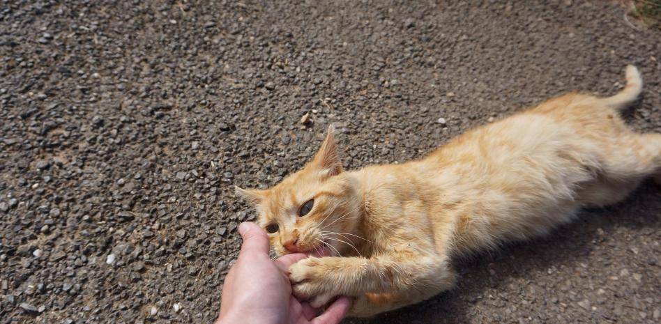 mi gata me muerde y me lame - Por qué mi gato me lame y muerde sin motivo aparente