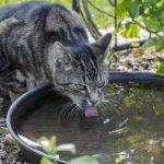 Por qué mi gato está siempre sediento