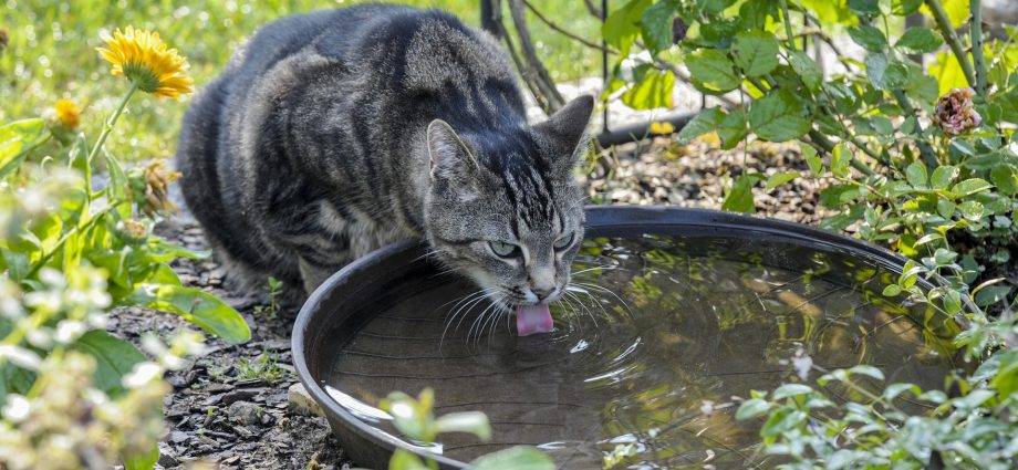 mi gato bebe mucha agua y come poco - Por qué mi gato está siempre sediento