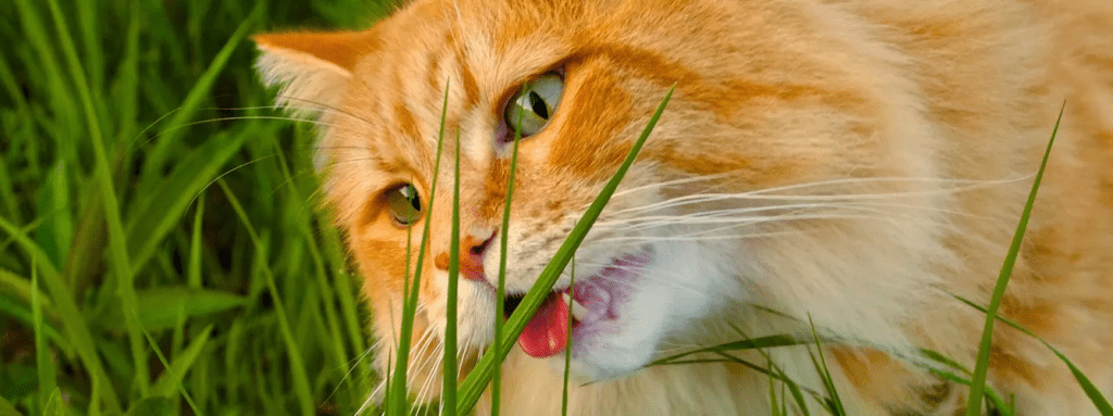 mi gato come hierba y vomita - Por qué los gatos comen hierba y después vomitan