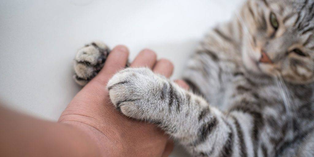 mi gato me amasa - Por qué los gatos amasan con sus patitas al estar cómodos