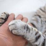 Por qué los gatos amasan con sus patitas al estar cómodos