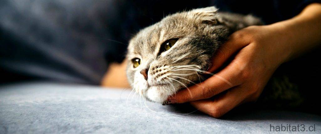 mi gato me huele la cara cuando duermo - Por qué los gatos olfatean nuestra nariz al acercarse a nosotros