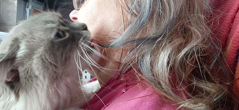 mi gato me lame el pelo - Por qué los gatos disfrutan lamiendo el cabello de sus dueños