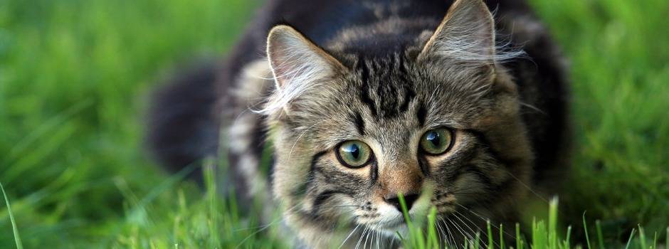 mi gato mueve la cola como un cascabel - Por qué los gatos mueven la cola cuando están felices