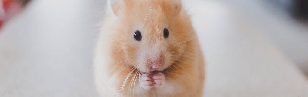 mi hamster se rasca mucho - Por qué mi hámster se rasca tanto y cómo puedo ayudarlo