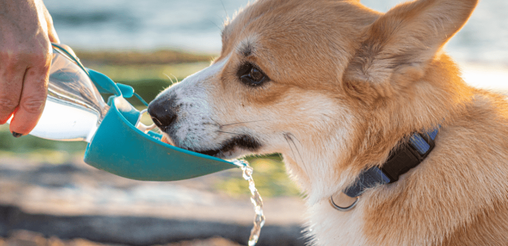 mi perra bebe mucha agua y orina mucho - Por qué mi perro está bebiendo y orinando más de lo normal