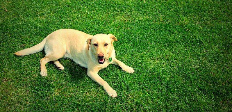 mi perra da vueltas en circulo - Por qué mi perro mayor camina en círculos sin motivo aparente