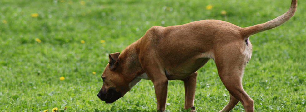 mi perra se come su caca - Cuál es la razón por la que los perros comen excrementos