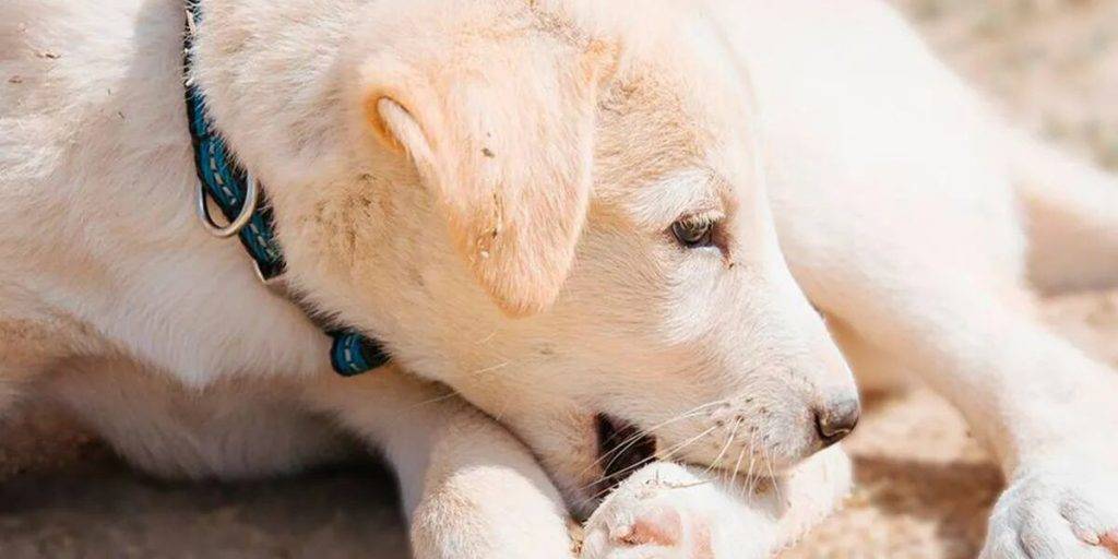 mi perra se muerde las unas - Por qué los perros se muerden las uñas con frecuencia