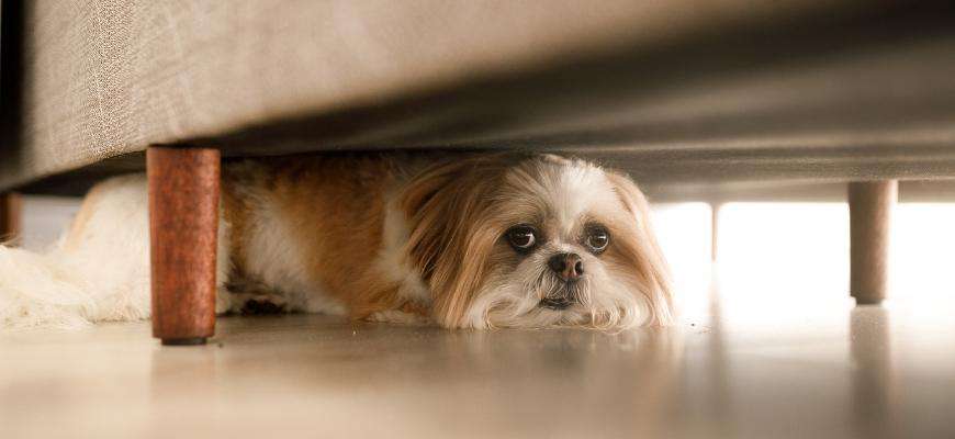 mi perra tiembla y se esconde - Por qué los perros se esconden cuando se sienten mal