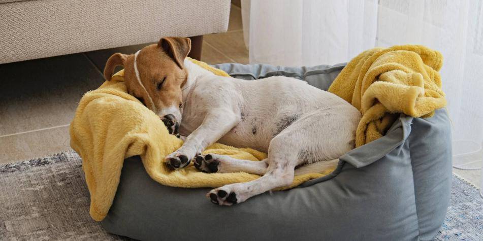 mi perro antes no roncaba y ahora si - Por qué mi perro de repente ronca mientras duerme