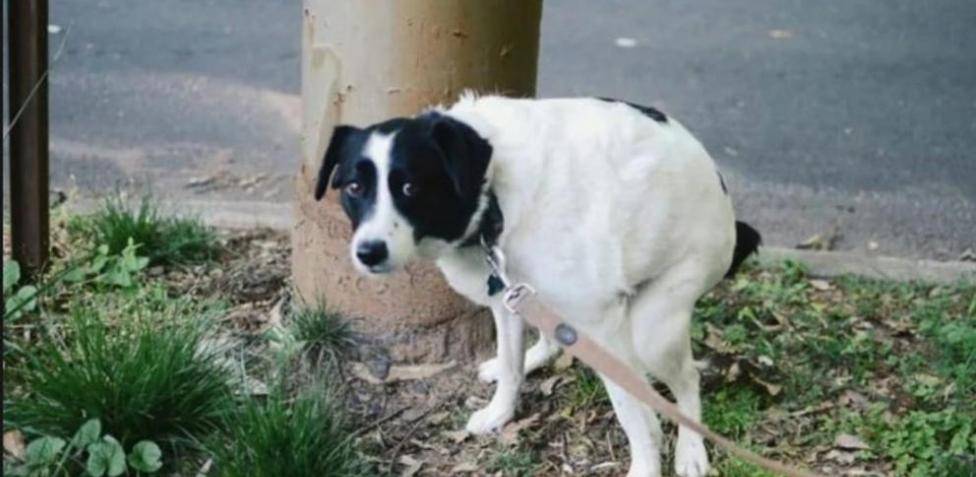 mi perro caga andando - Cómo corregir que mi perro haga sus necesidades en casa