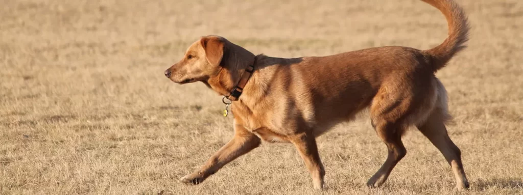 mi perro camina de lado y se cae - Por qué mi perro se tambalea al caminar de lado