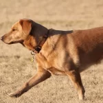 Por qué mi perro se tambalea al caminar de lado