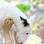 Por qué mi perro cojea al levantarse y cómo puedo ayudarlo