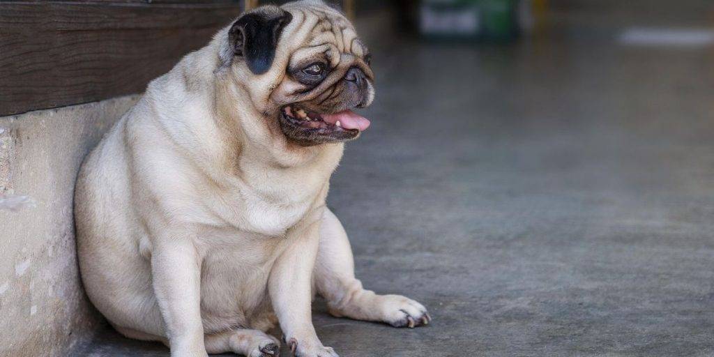 mi perro estornuda mucho y parece que se ahoga - Qué es el estornudo inverso en perros y cómo se puede tratar