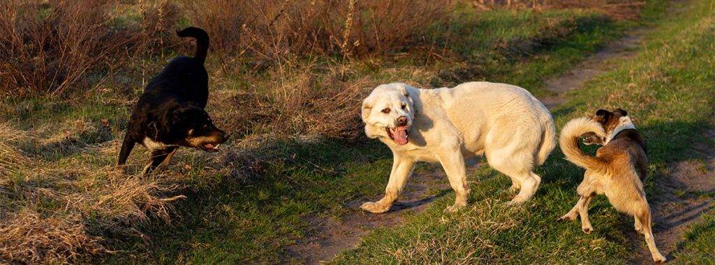 mi perro ha mordido a otro perro - Mi perro mordió a otro perro Consejos post incidente