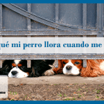 Por qué los perros lloran cuando se quedan solos en casa