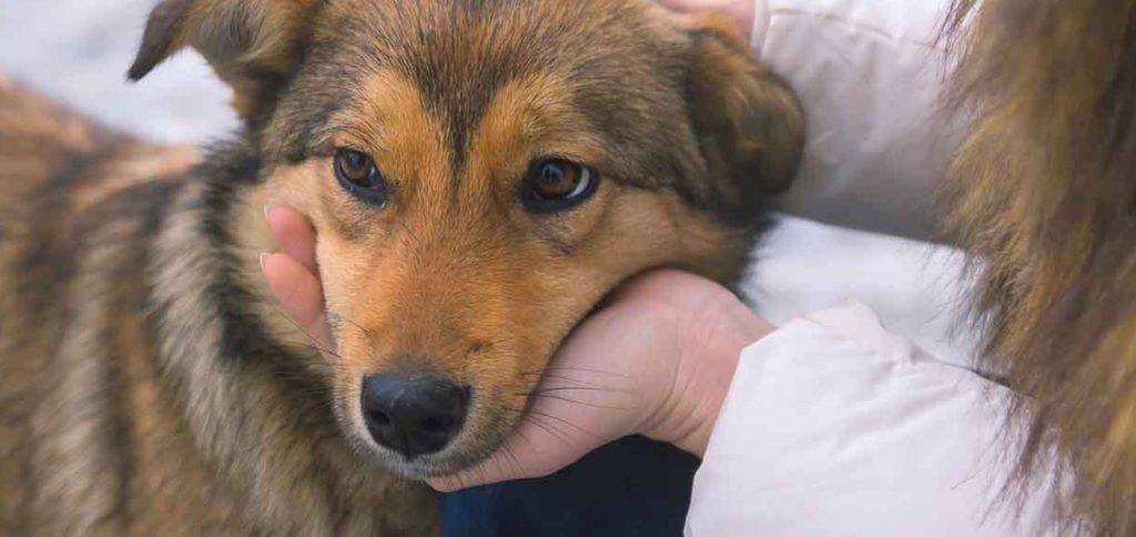 mi perro llora para llamar atencion - Consejos para manejar el llanto de un perro por atención