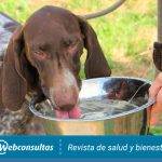 Por qué mi perro mayor bebe tanta agua de repente