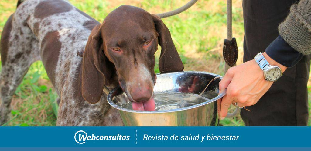 mi perro mayor bebe mucha agua - Por qué mi perro mayor bebe tanta agua de repente