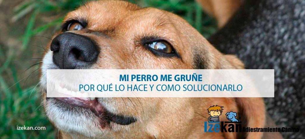 mi perro me ataca sin razon - Por qué mi perro muestra agresividad sin motivo aparente