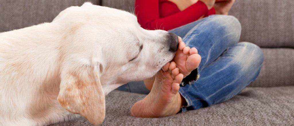 mi perro me chupa los pies - Mi perro me lame los pies por hongos en las patas o piernas