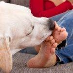 Mi perro me lame los pies por hongos en las patas o piernas