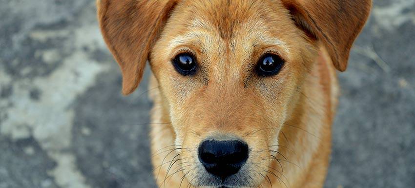 mi perro me mira con cara de pena - Por qué mi perro me mira con tristeza durante los paseos