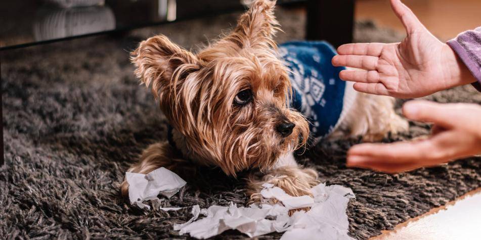 mi perro muerde su cama - Por qué mi perro muerde su cama y cómo evitarlo