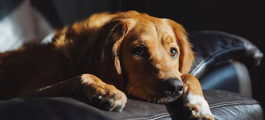 mi perro no duerme por la noche - Cómo mejorar el descanso de mi perro durante la noche