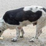 Por qué la orina de los perros es color coca-cola y qué indica