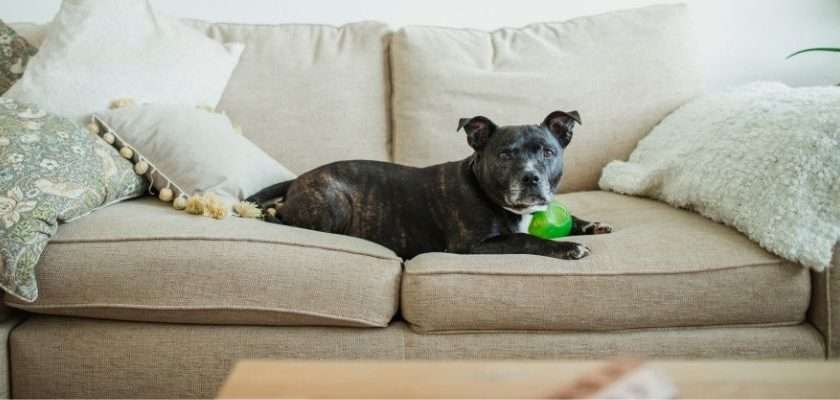 mi perro rasca el suelo - Por qué los perros rascan el suelo con las patas