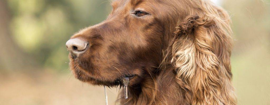 mi perro saliva mucho y vomita - Mi perro traga saliva constantemente Causas y consejos