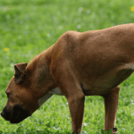 Por qué los perros comen caca de gato Aprende y prevén