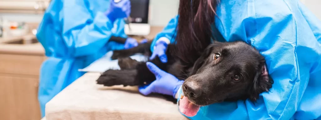 mi perro se curo de linfoma - Cuál es el tratamiento más eficaz para el linfoma en perros