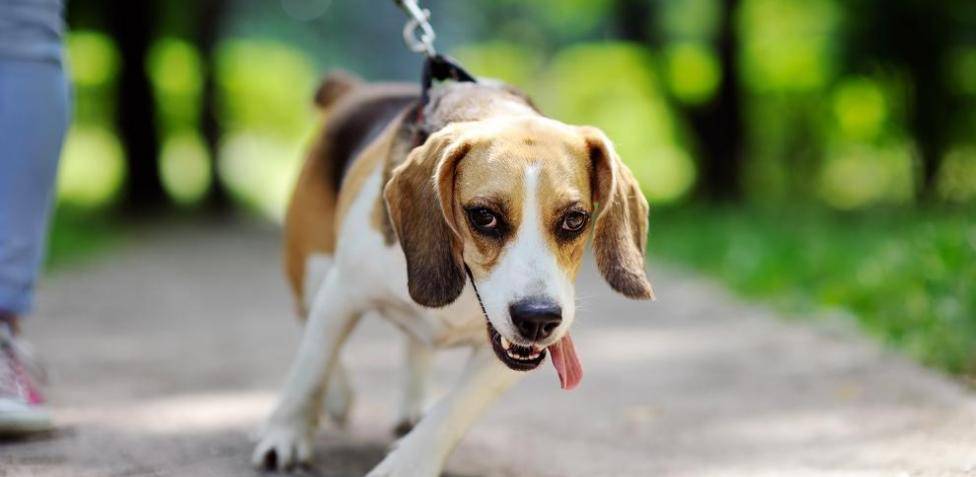 mi perro se estira mucho - Por qué los perros se estiran tanto antes de levantarse