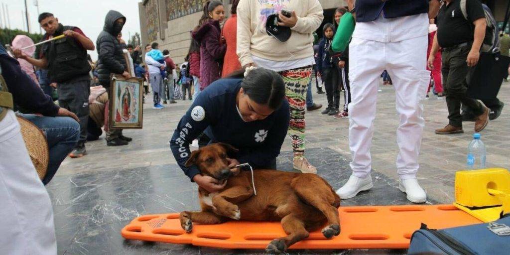 mi perro se ha desplomado - Por qué un perro viejo se desploma repentinamente