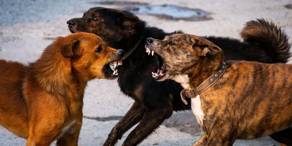 mi perro se ha vuelto agresivo conmigo - Cómo lidiar con la agresividad de mi perro hacia mí