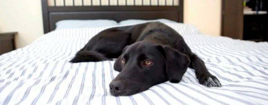 mi perro se hace pis encima cuando duerme - Por qué el perro se orina en la cama Causas y prevención