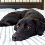 Por qué el perro se orina en la cama Causas y prevención