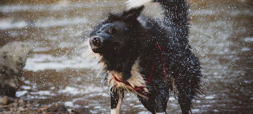 mi perro se sacude como si estuviera mojado - Por qué los perros se sacuden después de mojarse