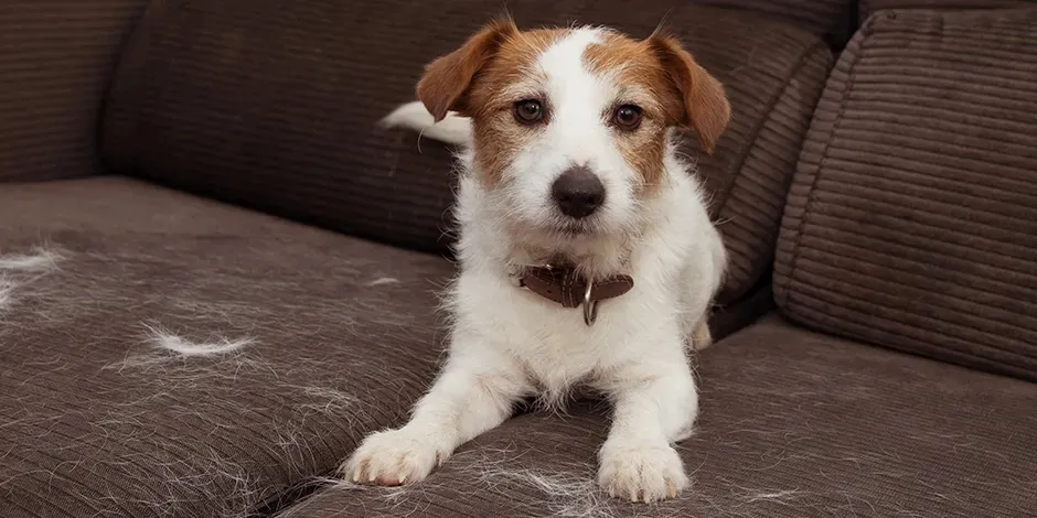 mi perro suelta mucho pelo soluciones - Cómo prevenir la caída del pelo en mi mascota