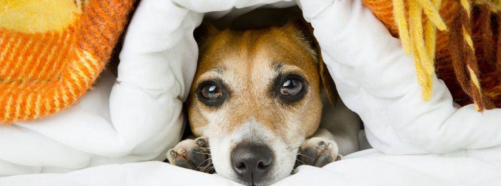 mi perro tiembla como si tuviera frio - Por qué mi perro tiembla Posibles causas y soluciones